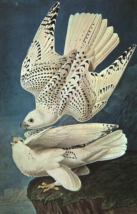 John James Audubon White Gerfalcons Norge oil painting art